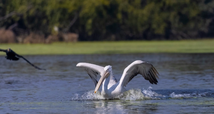 Birds at Bharatpur Sanctuary