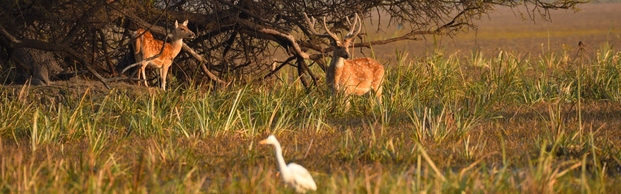 Bharatpur - Heritage & Nature Escape