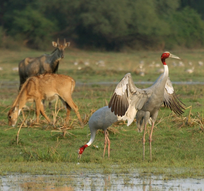 Bharatpur - Heritage & Nature Escape
