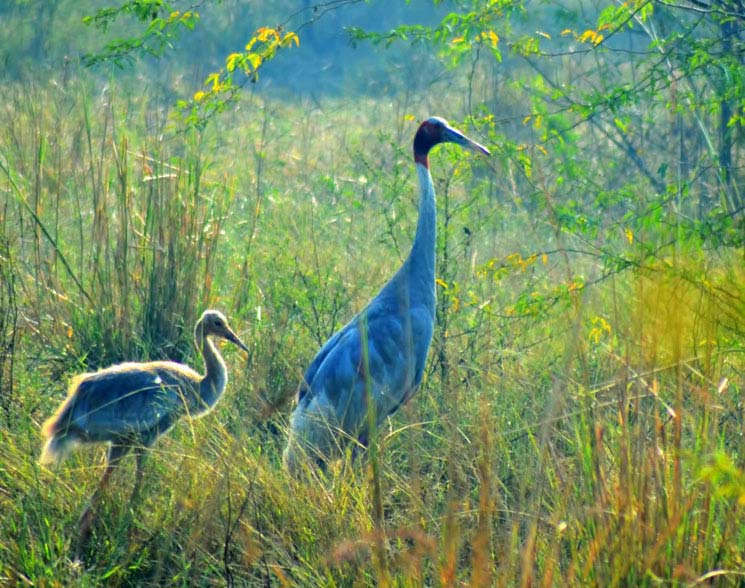 Keoladeo Ghana National Park