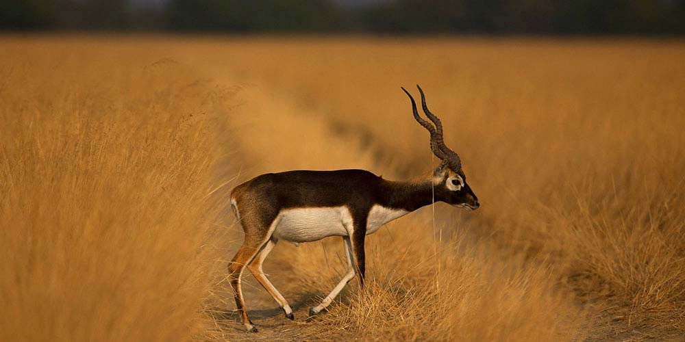 Gajner Wildlife Sanctuary