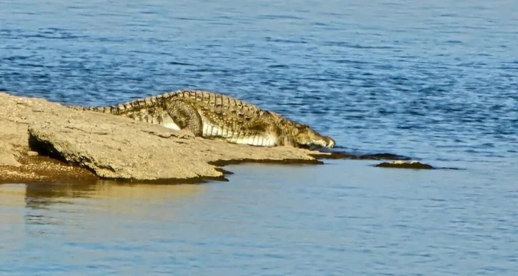 Crocodile at Jawai Dam