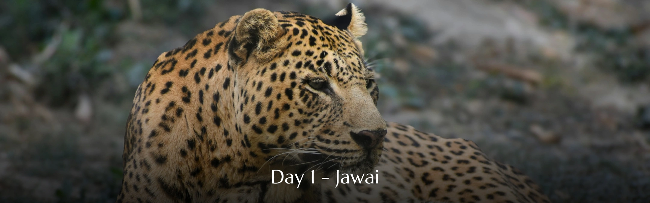 Jawai Tour Day 01
