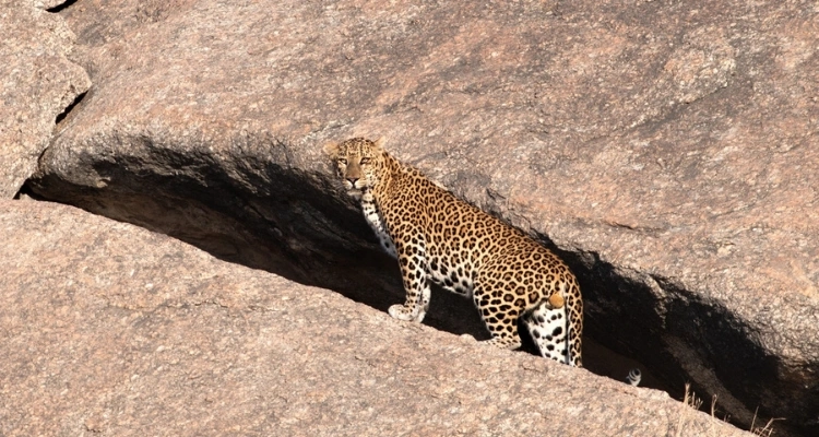 Jawai Leopard Safari