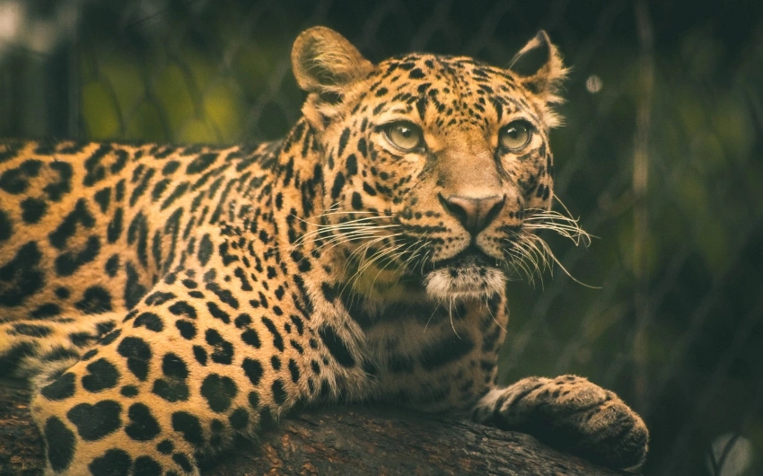 Kumbhalgarh Wildlife Sanctuary