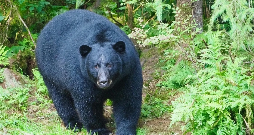 Mount Abu Wildlife Sanctuary