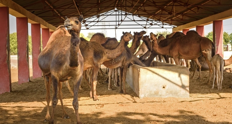 National Research Centre on Camel Bikaner