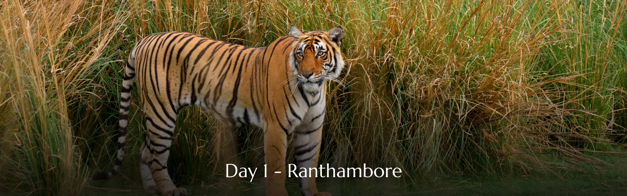 Ranthambore Tour Day 01