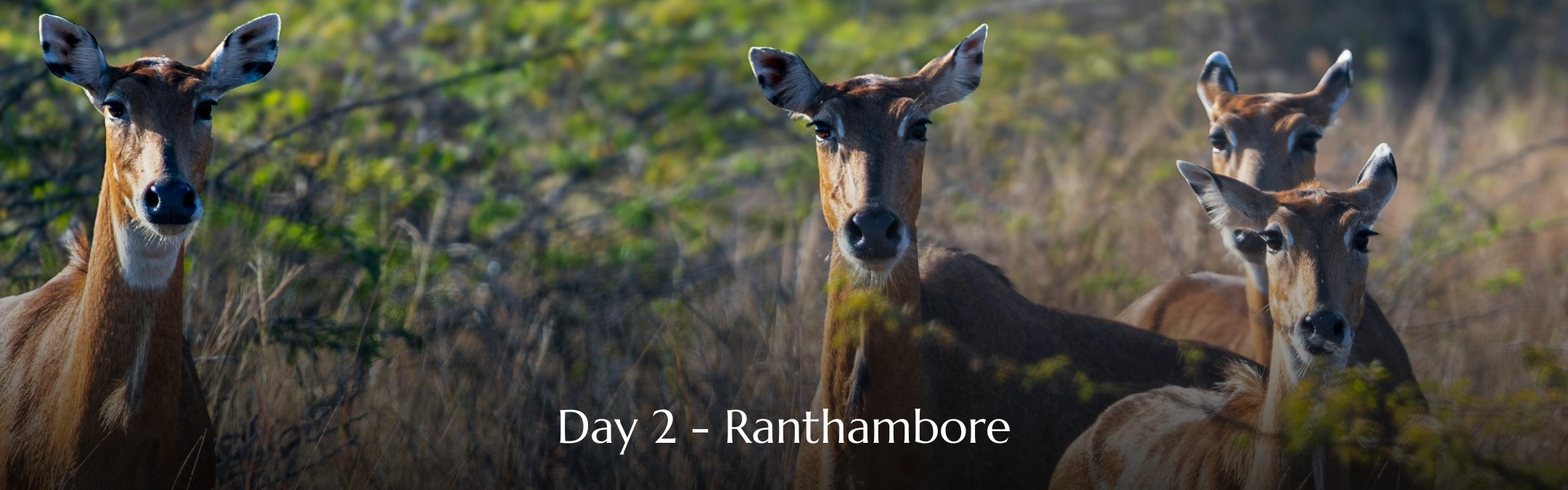 Ranthambore Tour Day 02
