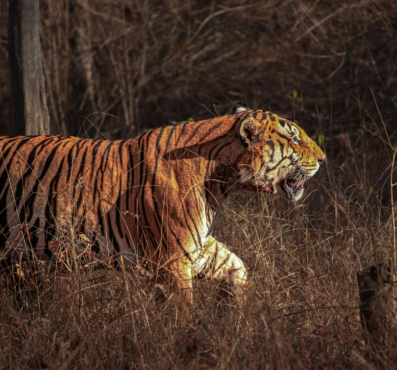 Ranthambore