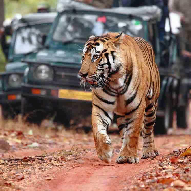Udaipur to Ranthambore Taxi Services
