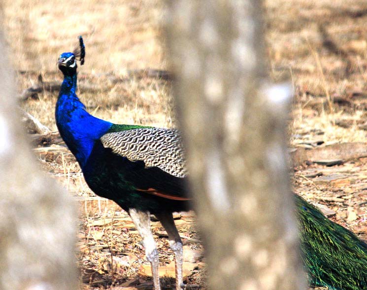 Ranthambore National Park