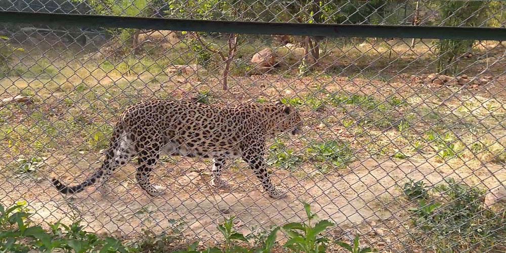 Sajjangarh Biological Park