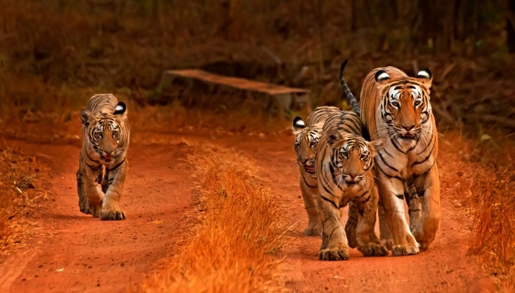 Wildlife India Tour